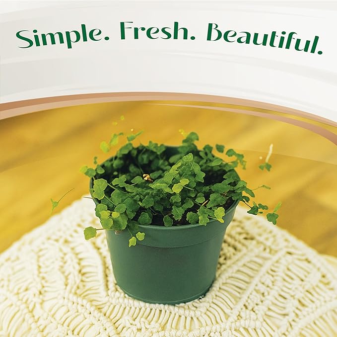 Live Plant String of Frogs 4" - Live Trailing Succulent Fully Rooted in Pot with Soil Mix - Rare House Plant for Home Office Wedding Hanging Decoration, DIY Projects, Party Favor(Heat Pack Included)