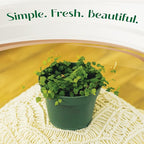 Live Plant String of Frogs 4" - Live Trailing Succulent Fully Rooted in Pot with Soil Mix - Rare House Plant for Home Office Wedding Hanging Decoration, DIY Projects, Party Favor(Heat Pack Included)