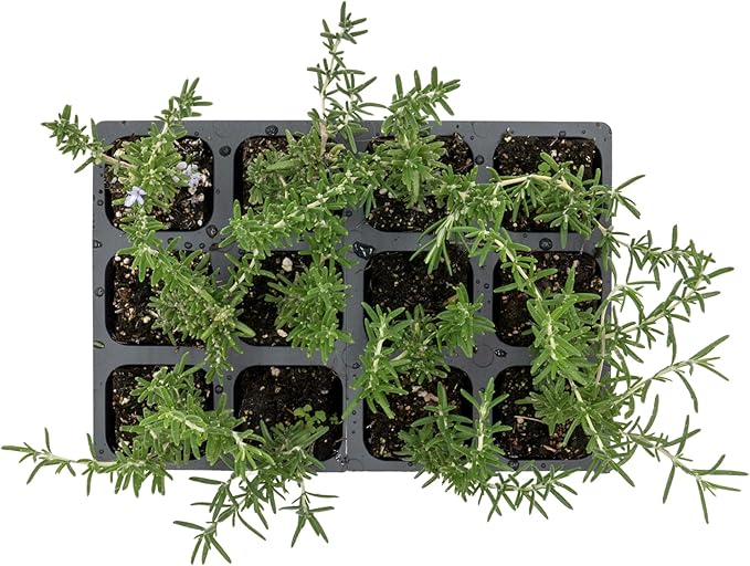 12 Creeping Rosemary in 2.5” Nursery Cubes (Rosmarinus officinalis ‘Prostratus’) | Evergreen Aromatic Groundcover Herb for Rock Gardens, Walls & Containers | Ready-to-Plant Live Starter Plants