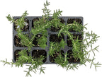 12 Creeping Rosemary in 2.5” Nursery Cubes (Rosmarinus officinalis ‘Prostratus’) | Evergreen Aromatic Groundcover Herb for Rock Gardens, Walls & Containers | Ready-to-Plant Live Starter Plants