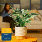 Costa Farms Philodendron Birkin Live Plant in Decorative Pot, Air Purifying Indoor Houseplant, Perfect for Home, Room, or Office Decor, Great House Warming or Birthday Gift, 12-18 Inches Tall