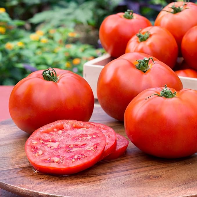 Bonnie Plants Better Boy Tomato Plug, Live Plant, for Burgers, Salsa, and Sauces, Full Sun, 3 Cubic in., 6 Pack