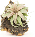 Medium Natural Cork Bark DIY Kit with Mini Xerographica Air Plants, Glue and Hook - Live Tillandsia Succulent House Plant - Wholesale and Bulk - Home and Garden Decor - Easy Care Indoor Outdoor Plants