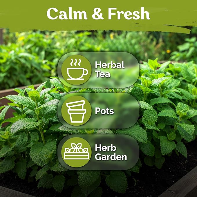 KVITER 700 Lemon Balm Seeds for Planting (Melissa Officinalis) – Heirloom & Organic Medicinal Herb Seeds – Grow in Herb Garden, Pots, Beds Indoors & Outdoors for Calming Lemon Balm Tea