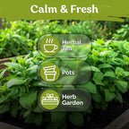 KVITER 700 Lemon Balm Seeds for Planting (Melissa Officinalis) – Heirloom & Organic Medicinal Herb Seeds – Grow in Herb Garden, Pots, Beds Indoors & Outdoors for Calming Lemon Balm Tea