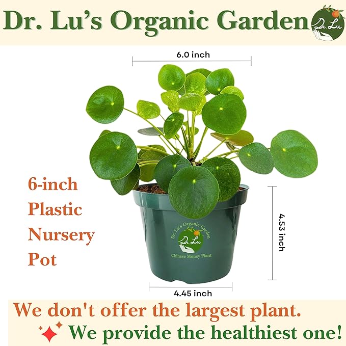 Dr. Lu’s Organic Chinese Money Plant (Pilea Peperomioides) | Rooted Friendship/UFO Plant | Rare House Plants for Good Fortune | Live Plants in 6'' Nursery Pot