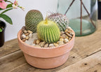 Altman Plants, Assorted Cactus Plants Live Cactus Decor (12PK), Cactus Plant Live Succulents Plants Live in Cactus Soil Potting Mix, Live Cacti Plants Live Succulent Plants Live Plants in Cactus Pot