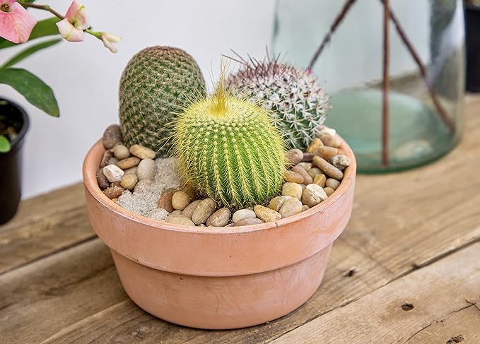 Altman Plants, Assorted Cactus Plants Live Cactus Decor (12PK), Cactus Plant Live Succulents Plants Live in Cactus Soil Potting Mix, Live Cacti Plants Live Succulent Plants Live Plants in Cactus Pot