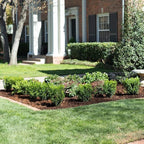 Southern Living Plant Collection 2.5 Quart - Baby Gem Boxwood, Green
