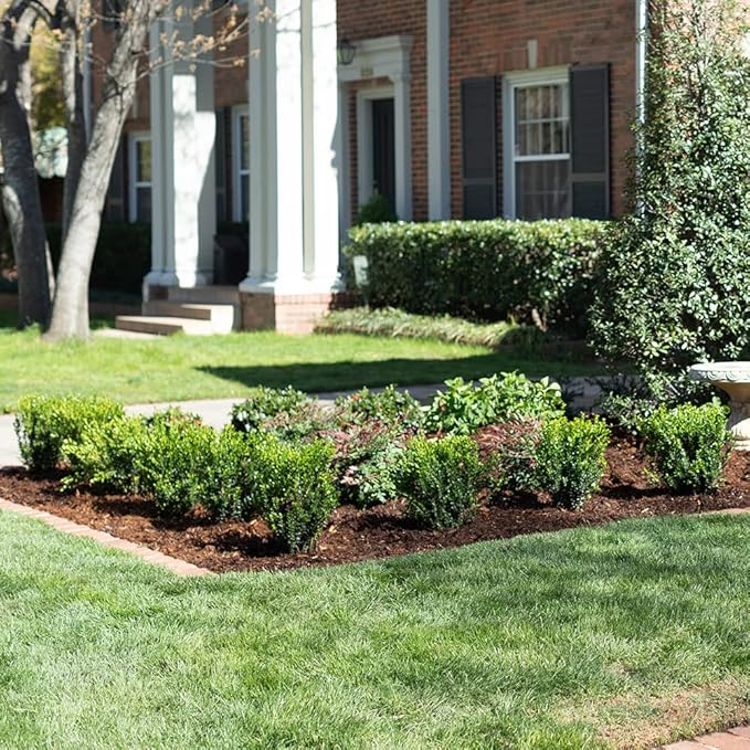 Southern Living Plant Collection 2.5 Quart - Baby Gem Boxwood, Green