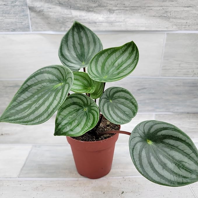 Rare Watermelon Peperomia (Peperomia argyreia) – Live Indoor Houseplant | 4″ Pot | Easy-Care Exotic Plant | Unique Variegated Foliage | Air Purifying Greenery for Home or Office