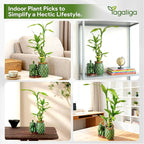 Lucky Bamboo 3-Stalk (2×6″ + 1×8″) Live Indoor Plant Set – Elephant & Pineapple Ceramic Pot with Pebble Bag