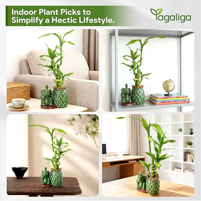 Lucky Bamboo 3-Stalk Set with Pebbles in Elephant Pineapple Pot – 6'' 6'' 8'' Live Houseplant for Good Fortune