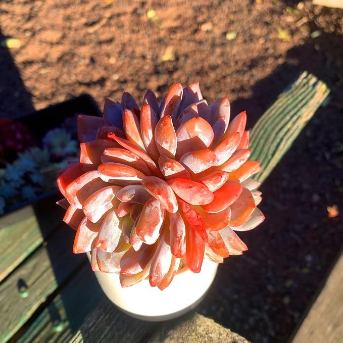 Succulent Plants Live Echeveria Orange Monroe,3-4 Head 3.5 inches Pink Mini Plants,Bare Root Without Pot Soil Live Plants,Wedding Garden Indoor House Baby Shower Decor Friend Plant Lover Gift