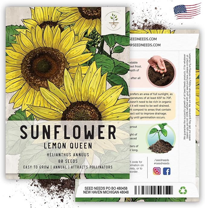 Seed Needs Lemon Queen Sunflower Seeds for Planting Sunflowers - Heirloom & Open Pollinated Flower Seed to Plant & Grow an Outdoor Home Grown Butterfly Garden (1 Pack)