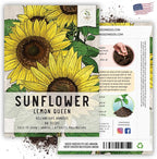 Seed Needs Sunflower Seeds for Planting Lemon Queen Sunflowers - Heirloom & Open Pollinated Flower Seed to Plant & Grow an Outdoor Home Grown Butterfly Garden (2 Packs)