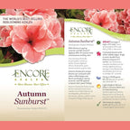 Encore Azalea 1 Gal. Autumn Sunburst Azalea Shrub