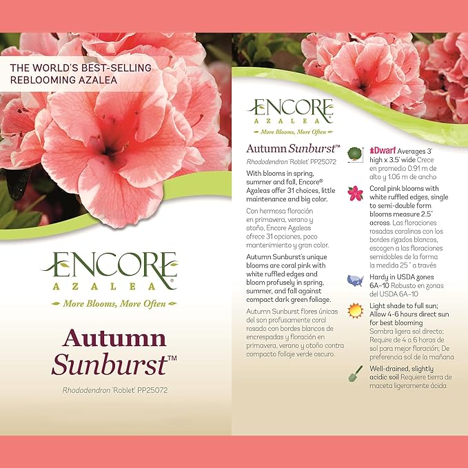 Encore Azalea 1 Gal. Autumn Sunburst Azalea Shrub