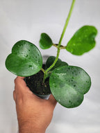 Hoya Kerrii with Heartshape Leaves Live Hoya Plant Great Gift for Mothers and Loved Ones Sweetheart Hoya Live Plant (Hoya Kerrii in 4" Pot, 4-6 Leaves Plant)
