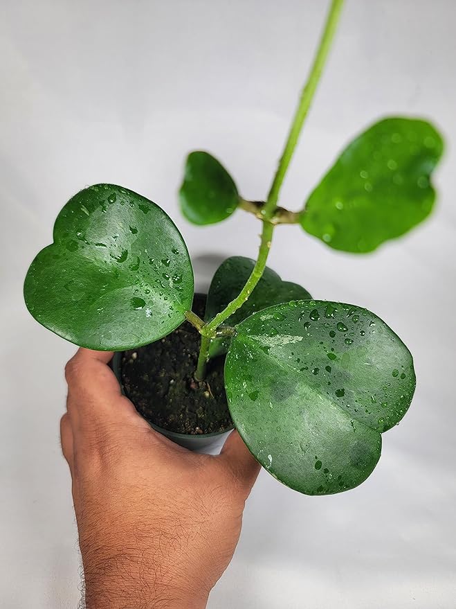 Hoya Kerrii with Heartshape Leaves Live Hoya Plant for Mothers and Loved Ones Sweetheart Hoya Live Plant (Hoya Kerrii in 4" Pot, 2-3 Leaves Plant)