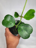 Hoya Kerrii with Heartshape Leaves Live Hoya Plant for Mothers and Loved Ones Sweetheart Hoya Live Plant (Hoya Kerrii in 4" Pot, 2-3 Leaves Plant)