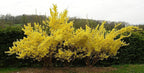 Lynwood Gold Forsythia Bush - Yellow Flowering Shrub - Live Plant Shipped 1 to 2 Feet Tall by DAS Farms