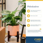 Costa Farms Philodendron Birkin Live Plant in Decorative Pot, Air Purifying Indoor Houseplant, Perfect for Home, Room, or Office Decor, Great House Warming or Birthday Gift, 12-18 Inches Tall