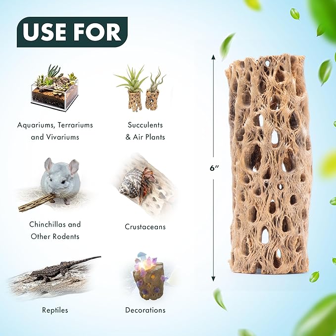 SubstrateSource Natural Cholla Wood - Driftwood for Aquariums, Air Plant Base, Hermit Crab and Freshwater Shrimp Hideout, Fish Tank Decoration, Chinchilla Chews, Reptile Habitat Wood - 6 Inch, 1pc