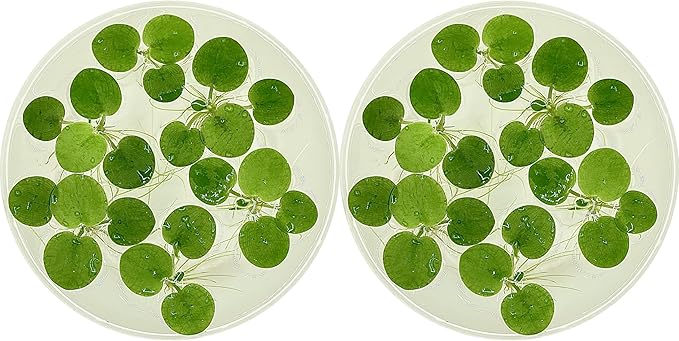 Amazon Frogbit, Limnobium laevigatum, Live Aquarium/Aquatic/Freshwater/Floating/Pond Plant/Planted Tank/Aquascaping/Paludarium by Aquarium Plant Center (12 Plants (36+ Leaves))