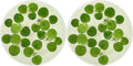 Amazon Frogbit, Limnobium laevigatum, Live Aquarium/Aquatic/Freshwater/Floating/Pond Plant/Planted Tank/Aquascaping/Paludarium by Aquarium Plant Center (12 Plants (36+ Leaves))