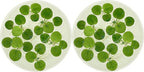 Amazon Frogbit, Limnobium laevigatum, Live Aquarium/Aquatic/Freshwater/Floating/Pond Plant/Planted Tank/Aquascaping/Paludarium by Aquarium Plant Center (12 Plants (36+ Leaves))