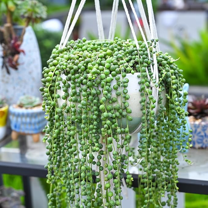 String of Pearls Live Succulent Plant (4-inch), Fully Rooted Trailing Houseplant for Hanging Baskets, Low Maintenance Home & Office Decor, Ideal Gift for Plant Lovers