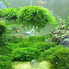 3xJava Moss Plants, Live Aquarium Plant | Versatile & Low-Maintenance Aquatic Moss Plant Perfect for Creating Beautiful Aquascapes Bunch Special BUY2GET1FREE