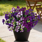 17 Inch Artificial Faux Pansy Flowers for Outdoor,Fake Pansies Flowers with Eucalyptus Leaves Fake Plants Greenery Boxwood Porch Patio Decor 6 Bundles(Dark Purple,Lotus Purple,Purple White)