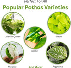 Perfect Plants Organic Pothos Soil | Horticultural Potting Mix for All Indoor Potted Pothos | Grow Healthy houseplants Indoors (4qts.)