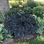 199+ Hosta Flower Seeds for Planting - Non-GMO Heirloom Perennial, Perfect for Shaded Gardens, Low Maintenance & Long Blooming Plants