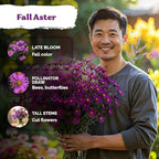 KVITER 600 New England Aster Seeds for Planting (Aster novae-angliae) – Purple Asters Plant Wildflower Seed Packets – Perennial Cut Flower Seeds, Purple Flower Garden, Flowers Beds, Containers