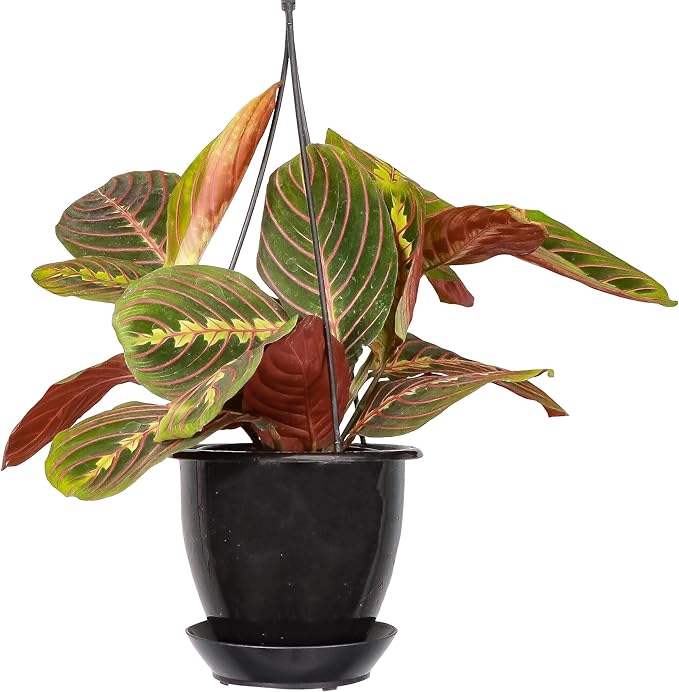 Thorsen's Greenhouse Red Prayer Plant, Live Indoor Plant, Pet Friendly, Popular Houseplant, Red Maranta, Easy to Grow, 4" Diameter Pot (Black - Hanging)