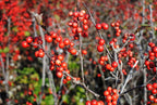 RedCrocus Sparkleberry Winterberry Ilex verticillata- Vibrant Red Berries, Deciduous Shrub, Attracts Pollinators, Deer Resistant, Container Friendly, Pet Safe, Ideal for Gardens 3 Gallon