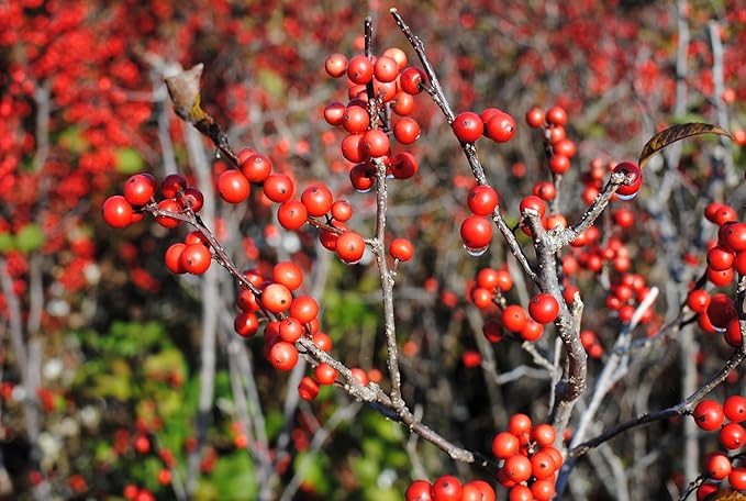 RedCrocus Sparkleberry Winterberry Ilex verticillata- Vibrant Red Berries, Deciduous Shrub, Attracts Pollinators, Deer Resistant, Container Friendly, Pet Safe, Ideal for Gardens 3 Gallon