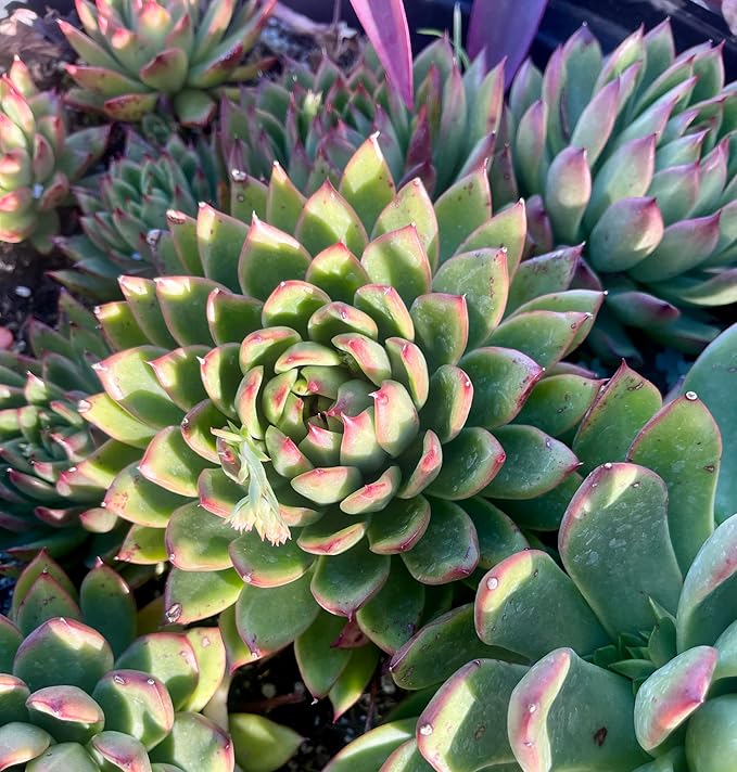 Fat Plants San Diego Live Echeveria Hybrid Succulent Plant (2.5 inch, agavoides)