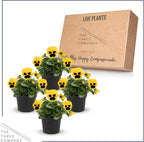 Live Healthy Flowering Pansies - Yellow Blotch (4 Plants Per Pack), Beautiful Winter Color, 6" Tall by 4" Wide in 1 Pint Square Pot