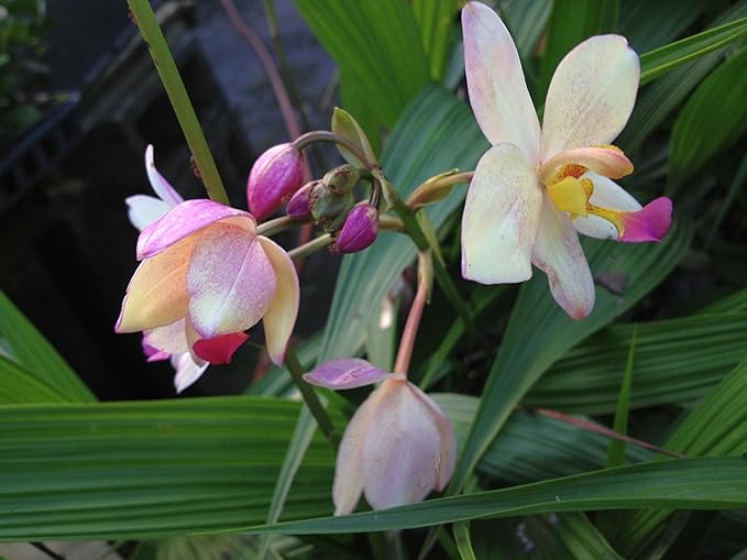 Phillipine Terrestrial Ground Orchid - Spathoglottis parsonii - Live Plant - Yellow Lavender Flower - Emerald Godess Gardens - Starter Sz 4 Inch Pot