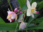 Phillipine Terrestrial Ground Orchid - Spathoglottis parsonii - Live Plant - Yellow Lavender Flower - Emerald Godess Gardens - Starter Sz 4 Inch Pot