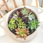 Altman Plants, Live Succulents Plants Live Houseplants (4PK), Succulent Plant Lover Gifts, Live Indoor Plants in Potting Soil, Live Plants Indoor Cactus Plants Live Succulent Plants Live House Plants