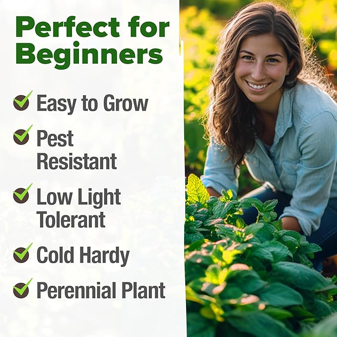 HOME GROWN Peppermint Seeds 2 Pack (Mentha x piperita) 4,740 Heirloom Mint Seeds for Planting Grow Indoors or Outdoors, Kitchen Herb Garden Favorite
