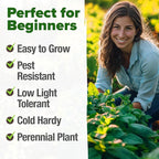 HOME GROWN Non GMO Peppermint Seeds Pack 2,370 Heirloom Mint Seeds for Planting. Grow Peppermint Plants in Your Herb Garden Indoors or Outdoors (Mentha x piperita)
