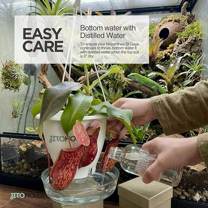Jitohouse Nepenthes St. Gaya Carnivorous Pitcher Plant [Winter Thermal Packaging Included] | Easy Care Live Plants Indoor Decor House Plants, Unique Gift | Bright Indirect Light Rare Live Plant