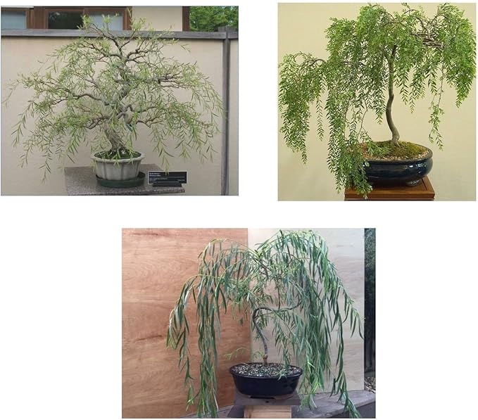 Bonsai Willow Tree Bundle - 3 Large Trunk Bonsai Tree Cuts - Get one Each Weeping, Australian, Dragon - Ready to Plant - Indoor/Outdoor Bonsai Tree's
