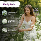 KVITER 1000 White Queen Anne's Lace Seeds (Ammi Majus) – Bishop Flower, Heirloom, Non GMO & Organic Wildflower, False Queen Annes Lace – Pollinator-Friendly Flower Seeds to Plant Outside in any Garden